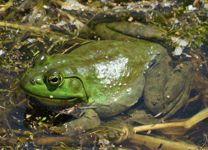 Bullfrog